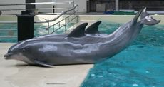 Delfin-093.jpg